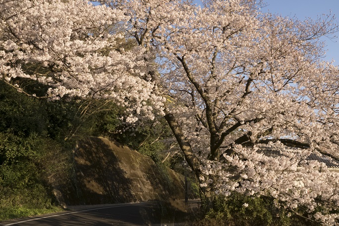和三郎憩いの広場（長崎県西彼杵郡長与町）の桜と花見