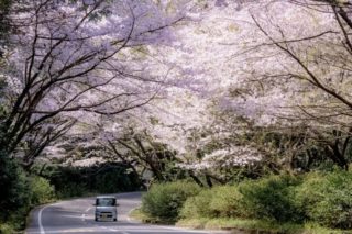 森山 桜のトンネル【満開いつ？開花速報2022】～花見ドライブ！