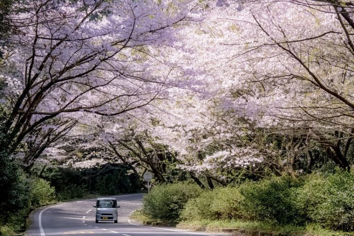 森山の桜のトンネル（諫早市森山町）