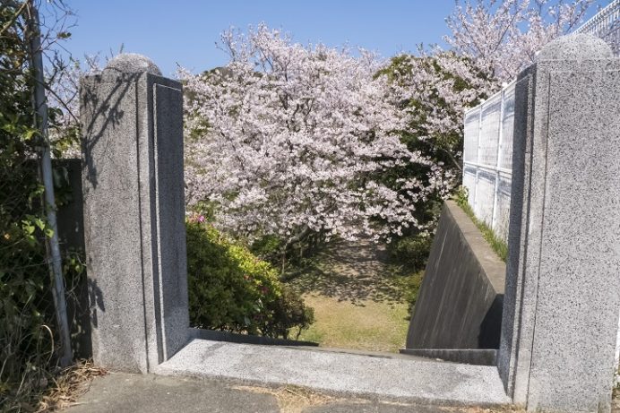 樺島灯台公園（長崎市）の桜、花見