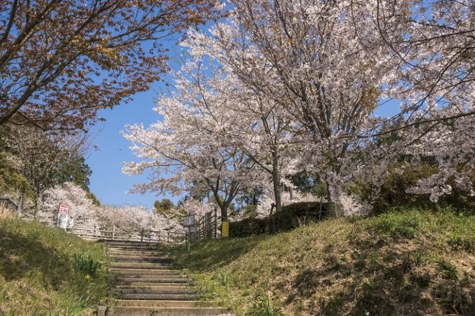 琴平スカイパーク（大村市原町）の桜と花見