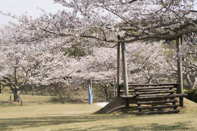 田平公園（平戸市田平町）の桜と花見