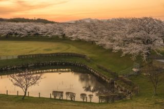 百花台公園の桜【満開いつ？開花速報2023】～オススメ穴場！