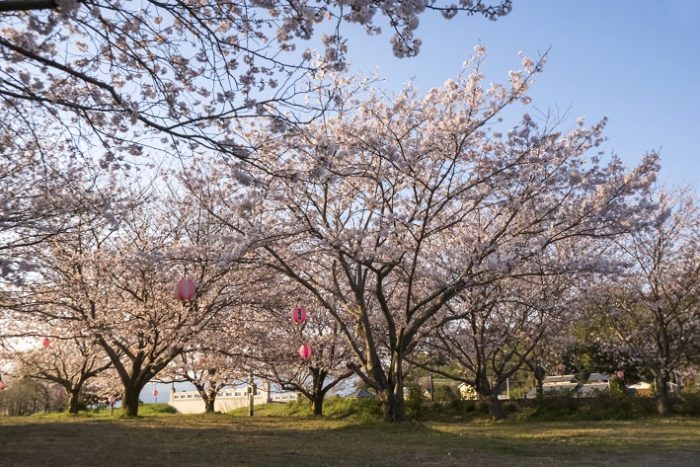 もりやま桜まつり2022（諫早市商工会前広場）～花見できます！
