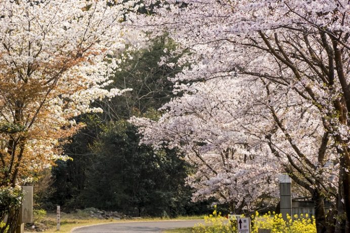 伊佐ノ浦公園（長崎県西海市西海町）の桜と花見