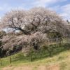 平戸の慈眼桜【満開いつ？見頃速報2023】～樹齢140年の一本桜