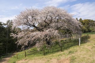 平戸の慈眼桜【満開いつ？開花速報2022】～樹齢140年の一本桜