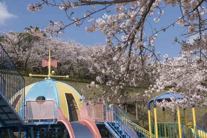 眉山治山祈念公苑（島原市上の原）の桜、花見