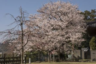 清水寺の100年桜2022（長崎）～嘉代子桜も花開きます