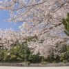 天満宮公園の桜（長与）【開花と満開日2023】～穴場SPOT