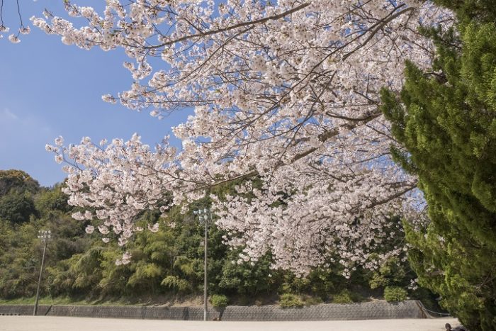 天満宮公園の桜（長与）【開花速報2022】～穴場SPOT