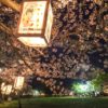 城山公園の桜（川棚町）【開花と満開日2023】～夜桜花見を楽します