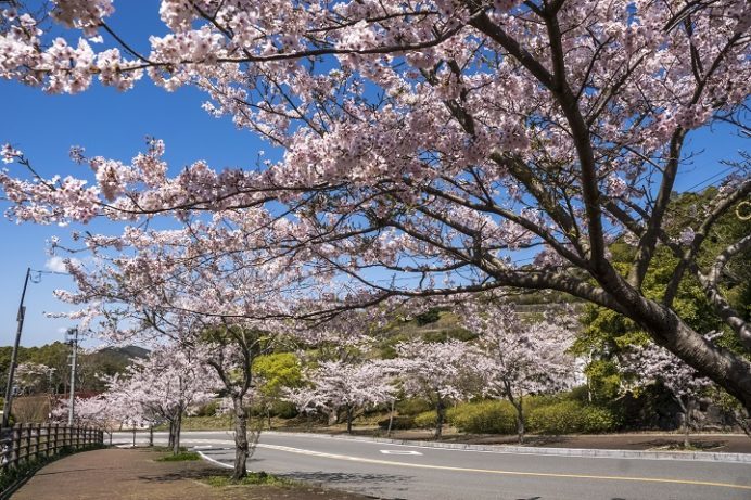 稲佐山公園（長崎市）の桜、花見