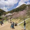 皿山公園の桜【開花と満開日2023】～子供連れにストライク！