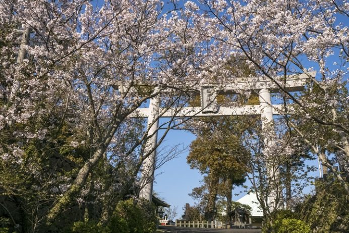 平戸城（亀岡公園）の桜と花見（平戸市岩の上町）