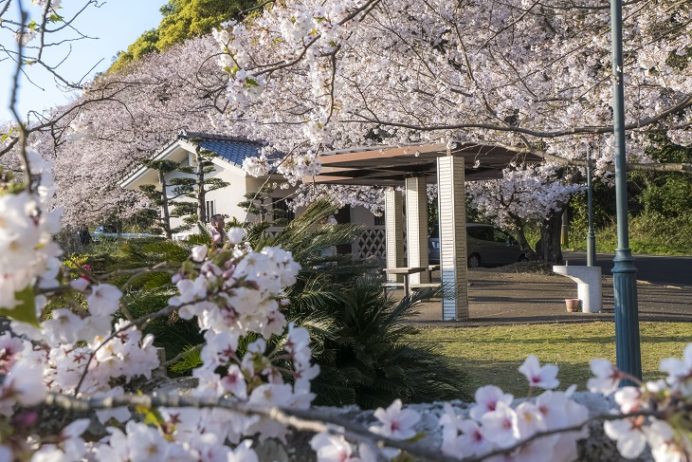 和三郎憩いの広場（長崎県西彼杵郡長与町）の桜と花見