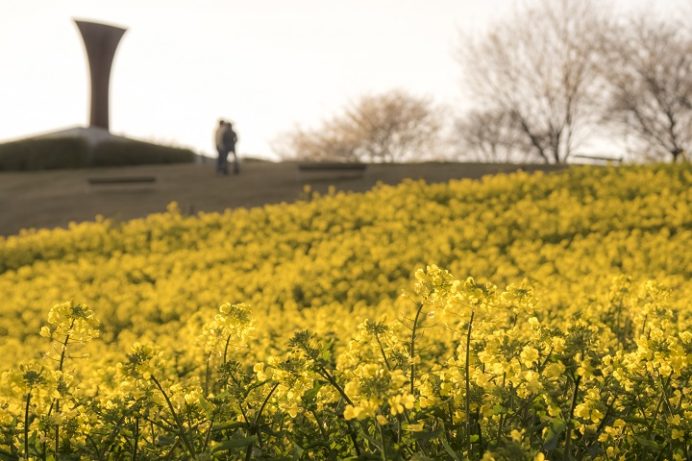 白木峰高原（長崎県諫早市）の菜の花と桜の花見