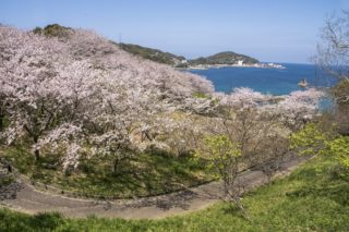 香焼総合公園の桜【満開いつ？開花速報2022】～美ロケーション！