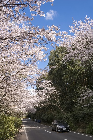 森山の桜のトンネル（諫早市森山町）