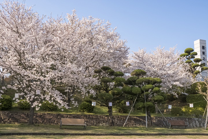 城山公園（長崎県東彼杵郡川棚町）の桜と花見