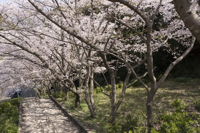 天満宮公園（西彼杵郡長与町高田郷）の桜と花見