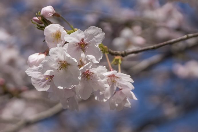 芒塚（長崎市）の桜、花見