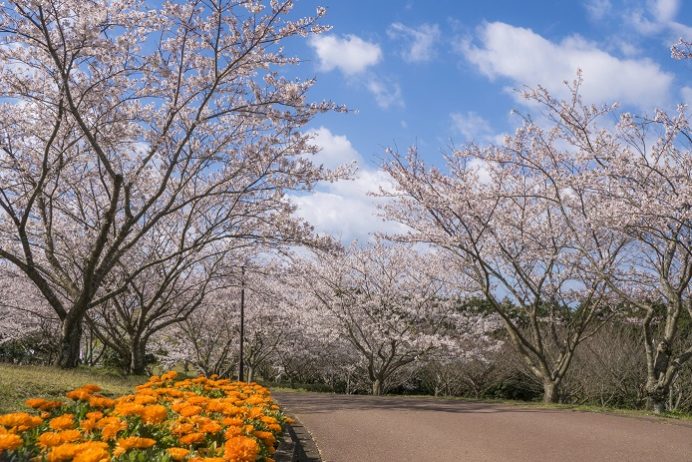 田平公園（平戸市田平町）の桜と花見