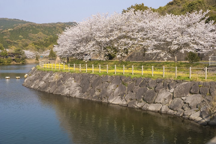 伊佐ノ浦公園の桜【開花速報2022】～BBQで花見！