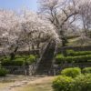旧円融寺庭園の桜【開花と満開日2023！】～名画のような風景