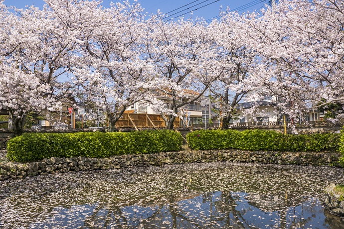 旧円融寺庭園（長崎県大村市玖島）、国指定名勝の桜、花見