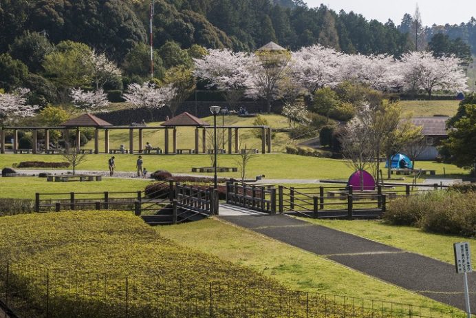 野岳湖公園（大村市）の桜と花見