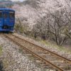 西高田JR線路沿いの桜【開花と満開日2023！】～現地レポ！