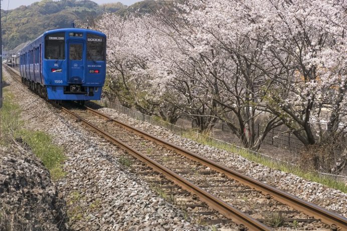 西高田JR線路沿い（長与町）の桜
