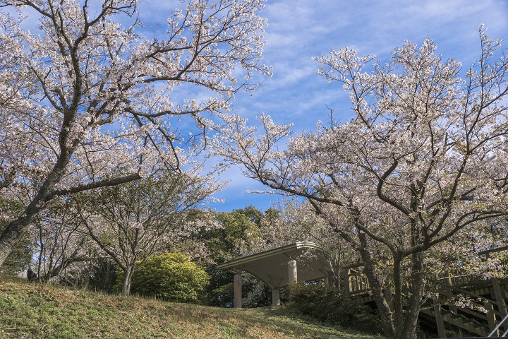 権現山展望公園の桜【開花と満開日2023】～軍艦島見えます！