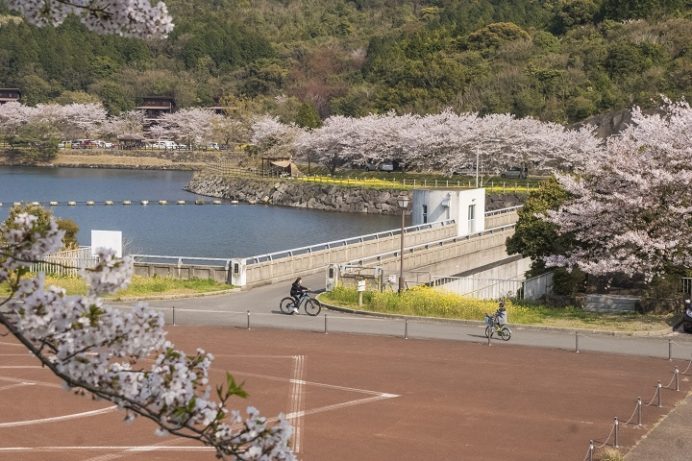 伊佐ノ浦公園（長崎県西海市西海町）の桜と花見