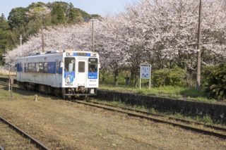 吉井駅の桜【開花と満開日2023】～インスタ映えSPOT！