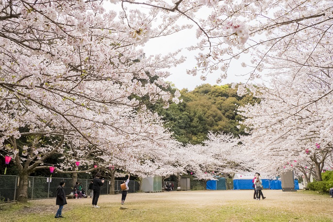 鹿尾川公園（長崎市）の桜と花見
