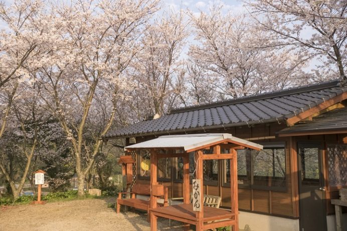 長尾城跡公園（長崎県西海市）の桜と花見