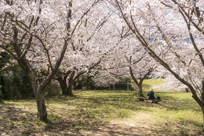 干尽公園（佐世保市干尽町）の桜と花見