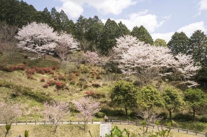 皿山公園（北松浦郡佐々町）の桜と花見
