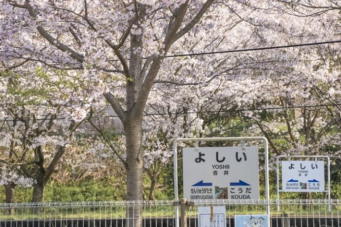 吉井駅（長崎県佐世保市）の桜と花見