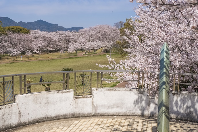 天神公園（佐世保市天神町）の桜と花見