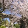 眼鏡岩の桜【開花と満開日2023】～現地レポ！