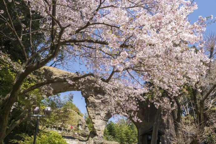 眼鏡岩・西蓮寺（佐世保市瀬戸越町）、平戸八景の桜と花見