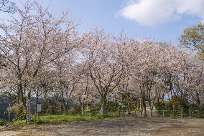 長尾城跡公園（長崎県西海市）の桜と花見