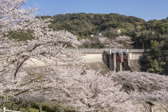 猫山ダム（佐世保市黒髪町）の桜と花見