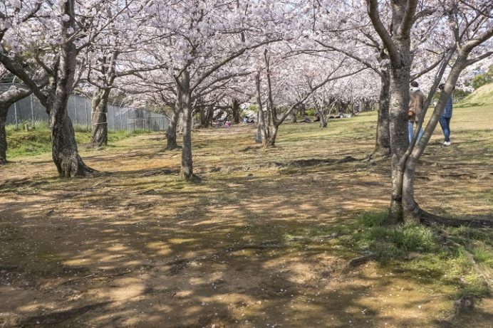 天神公園（佐世保市天神町）の桜と花見