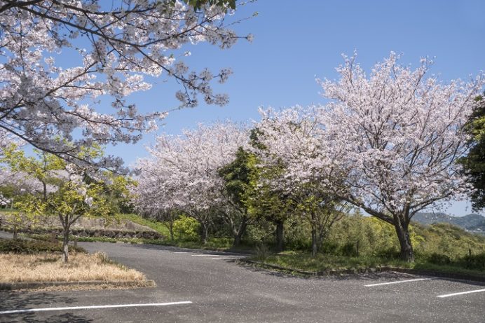 崎野自然公園（西彼杵郡時津町）の桜と花見