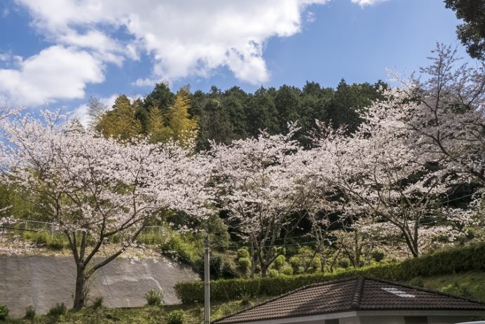 大悲観公園（佐世保市小佐々町小坂）の桜と花見