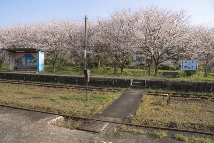 吉井駅（長崎県佐世保市）の桜と花見
